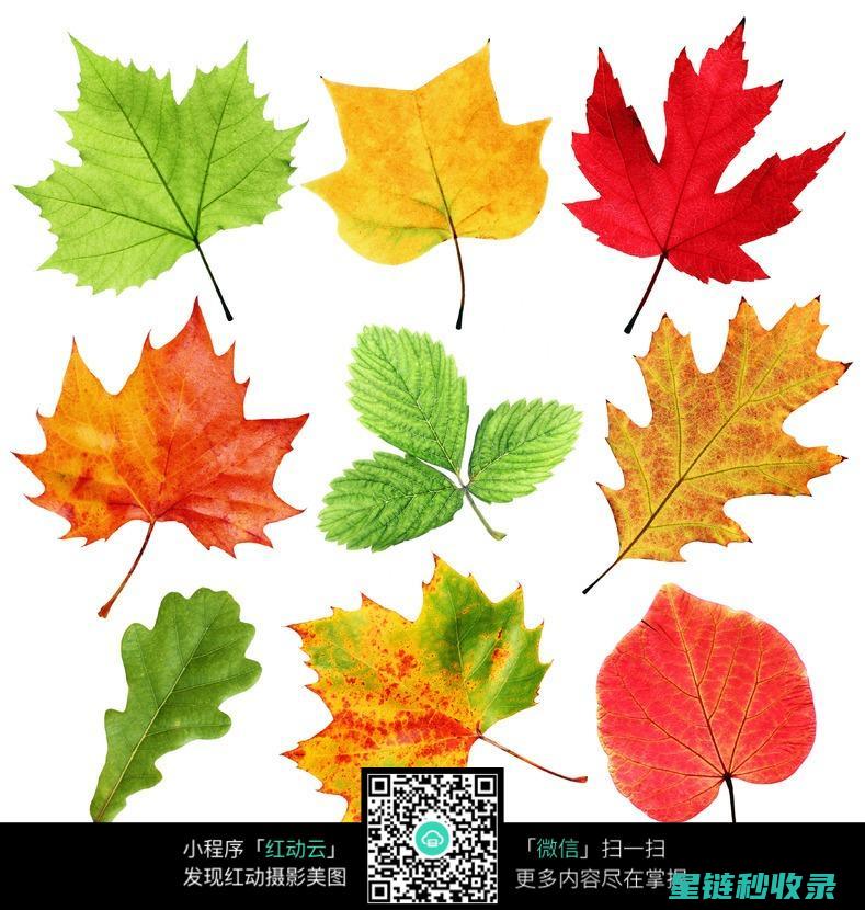 叶片光亮植物的养护要点：光照、水分与施肥的综合管理 (叶片光亮植物有哪些)