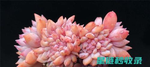 多肉植物养护秘籍：让多肉四季常青 (多肉植物养护方法)
