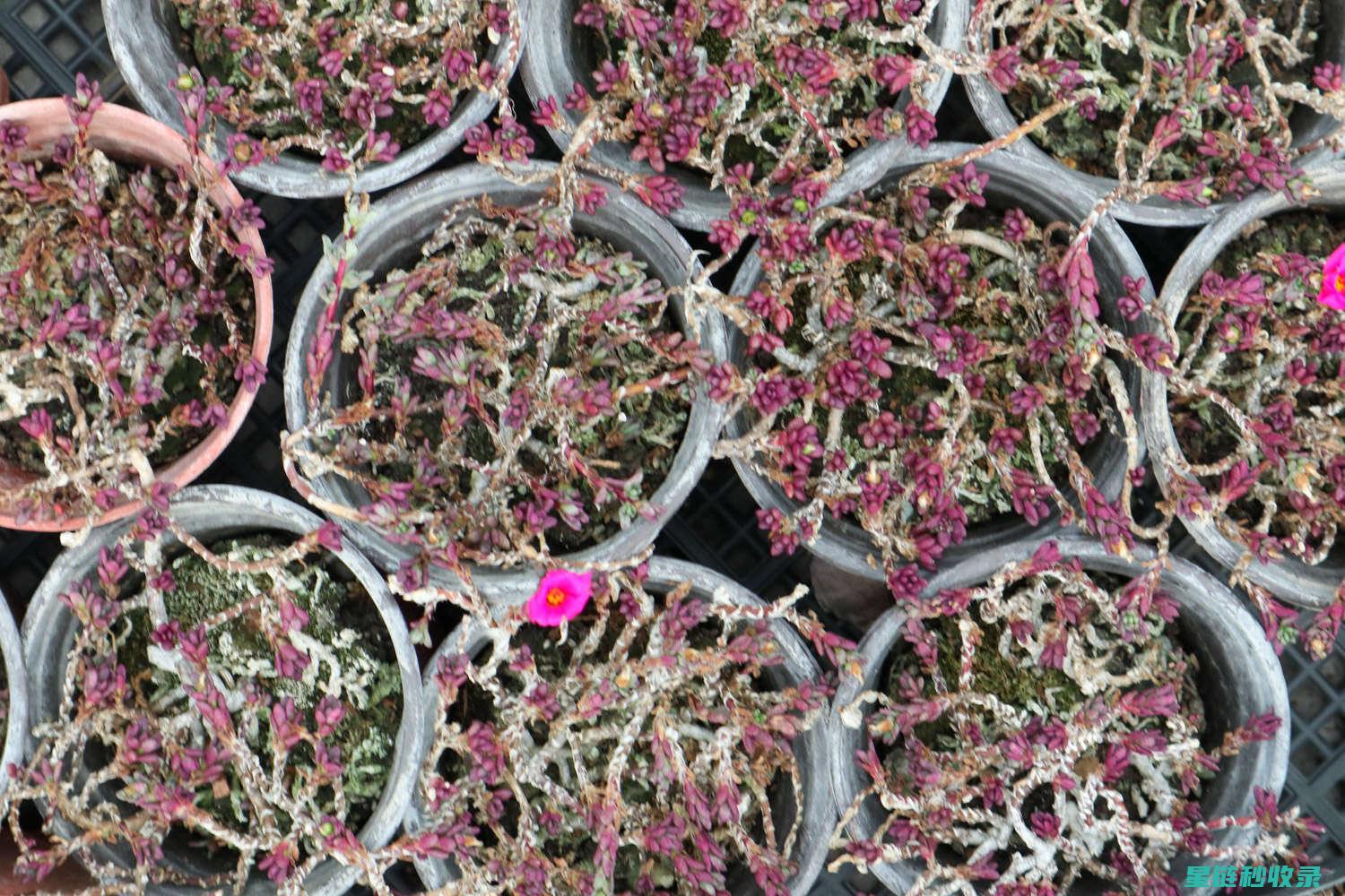 多肉植物养护：光照的重要性与如何提供 (多肉植物养护方法)