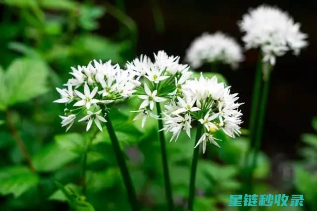 家中种植驱蚊草：天然有效的防蚊妙招 (家中种植驱蚊植物真的可以驱蚊吗)