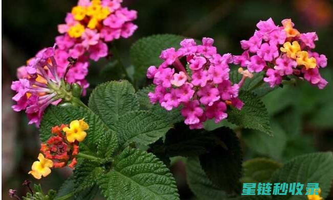 驱蚊植物：从选择到布置的全攻略 (驱蚊植物)