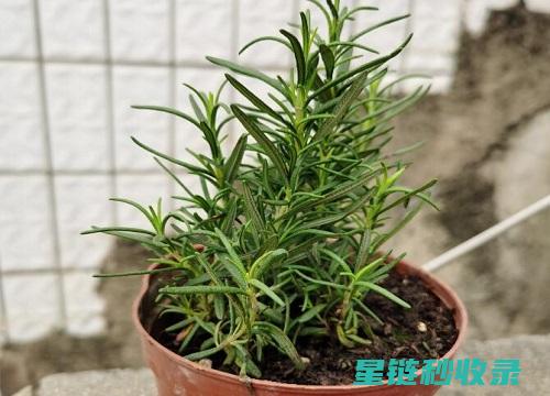驱蚊植物的气味机制与蚊虫行为的关系研究 (驱蚊植物的气味是什么)