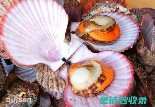 贝类吐沙现象：海洋生物与环境的对话 (贝类吐沙时,在水里放入什么会有奇效?)