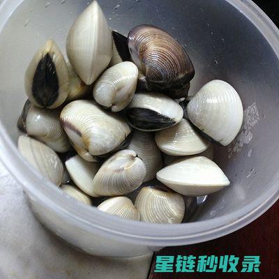贝类吐沙：揭示海洋生物的生存奥秘 (贝类 吐沙)