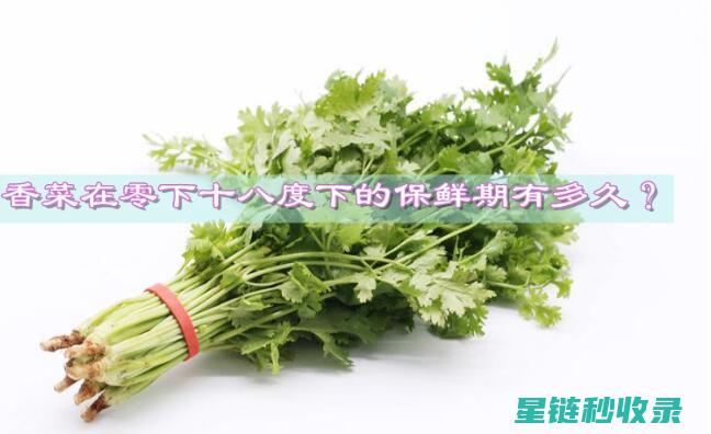 香菜怎么保存才不会坏掉？这个方法绝了！ (香菜怎么保存新鲜不烂)