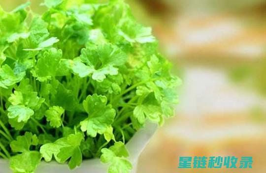 香菜怎么保存才不会烂掉？这个方法绝了！ (香菜怎么保存新鲜不烂)