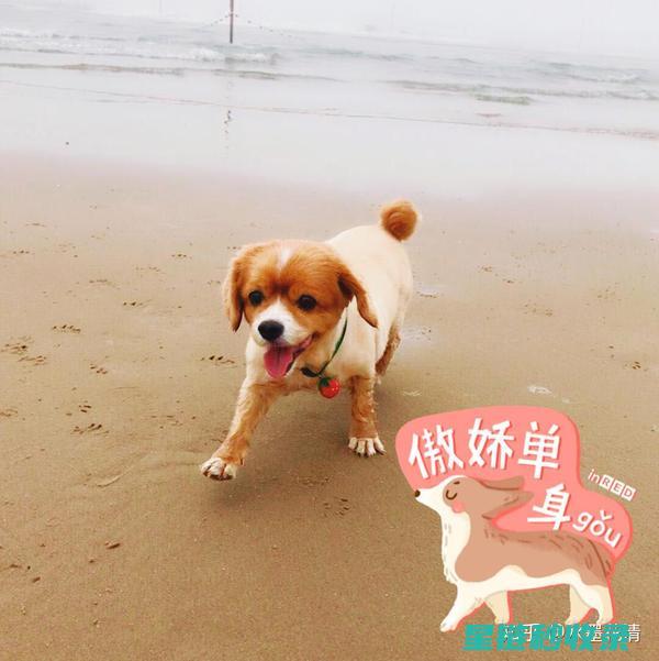如何为宠物用品选择合适的抹布进行消毒 (如何为宠物用眼药水)